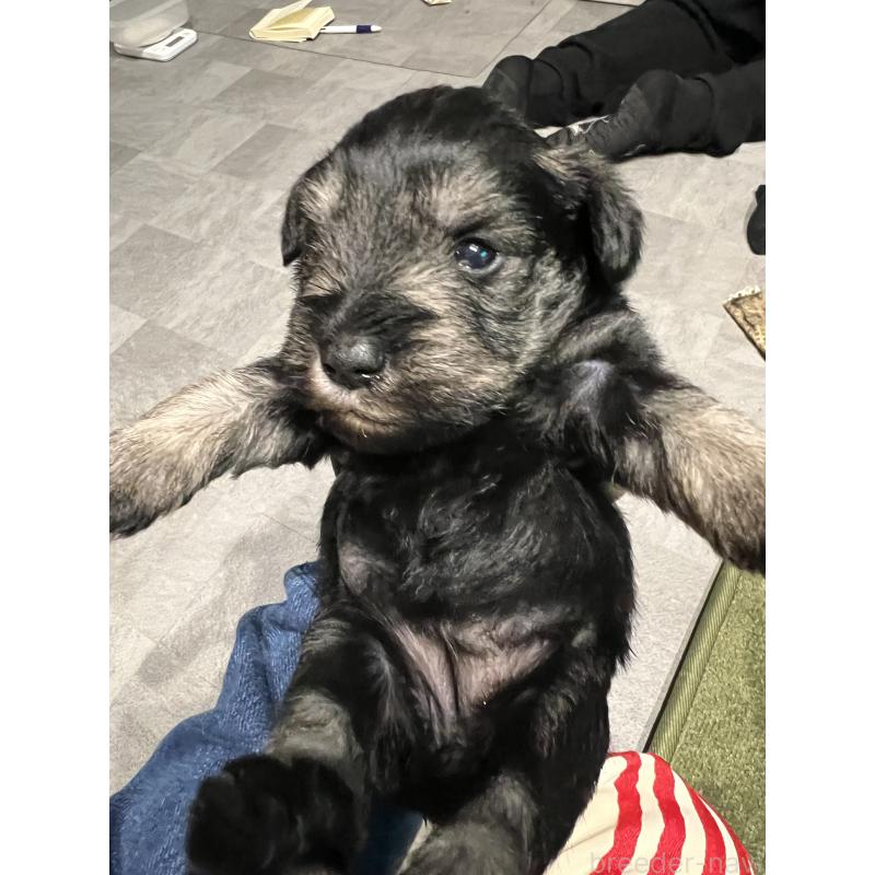 松本春香ブリーダーの詳細