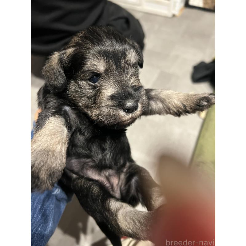 松本春香ブリーダーの詳細