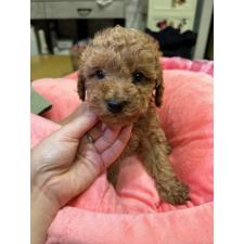 松本春香ブリーダー