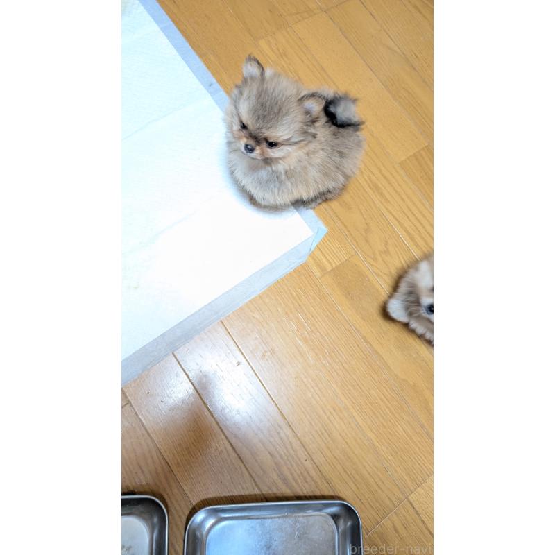 成約済の愛知県のポメチワ:ポメラニアン×チワワ-441604の7枚目