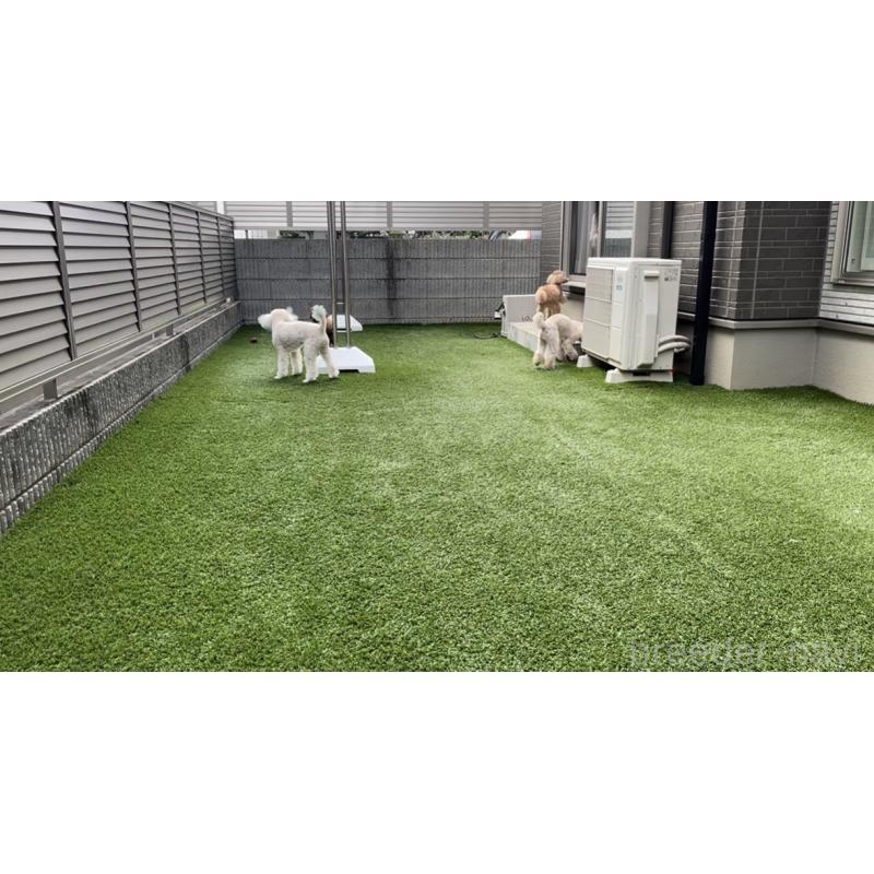 伊藤浩康ブリーダーの詳細