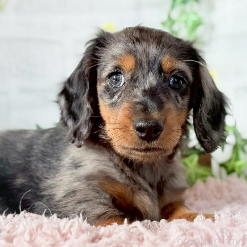 販売中の埼玉県のミニチュアダックスフンド(ロングヘアード)-443167の6枚目