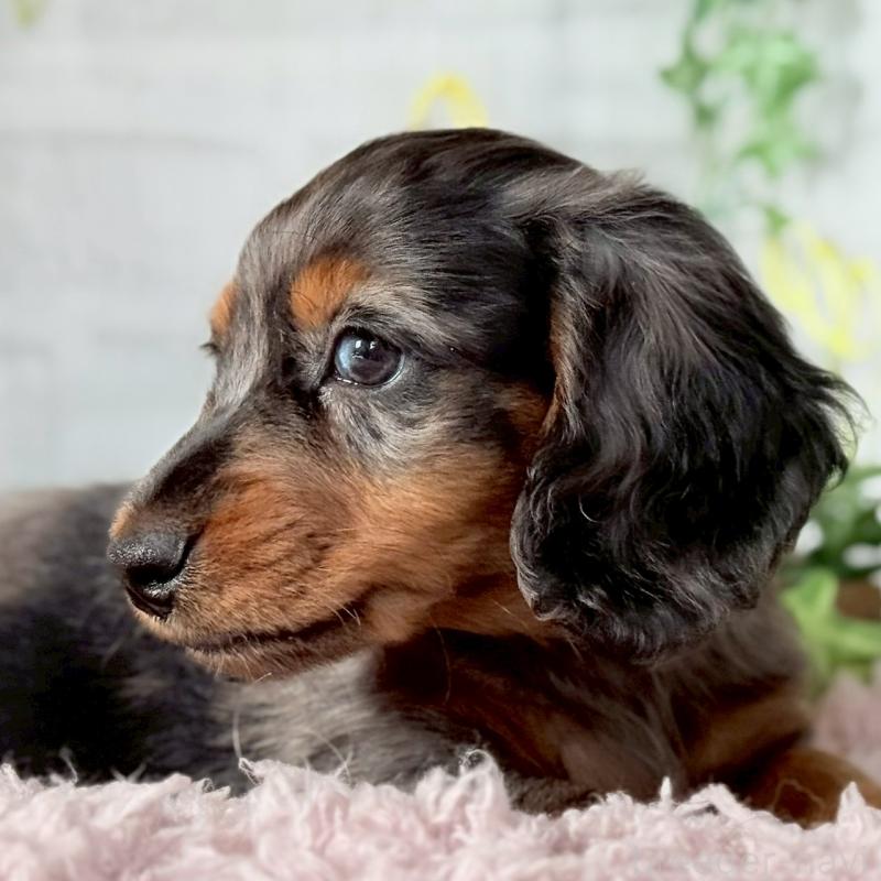 販売中の埼玉県のミニチュアダックスフンド(ロングヘアード)-443167の5枚目