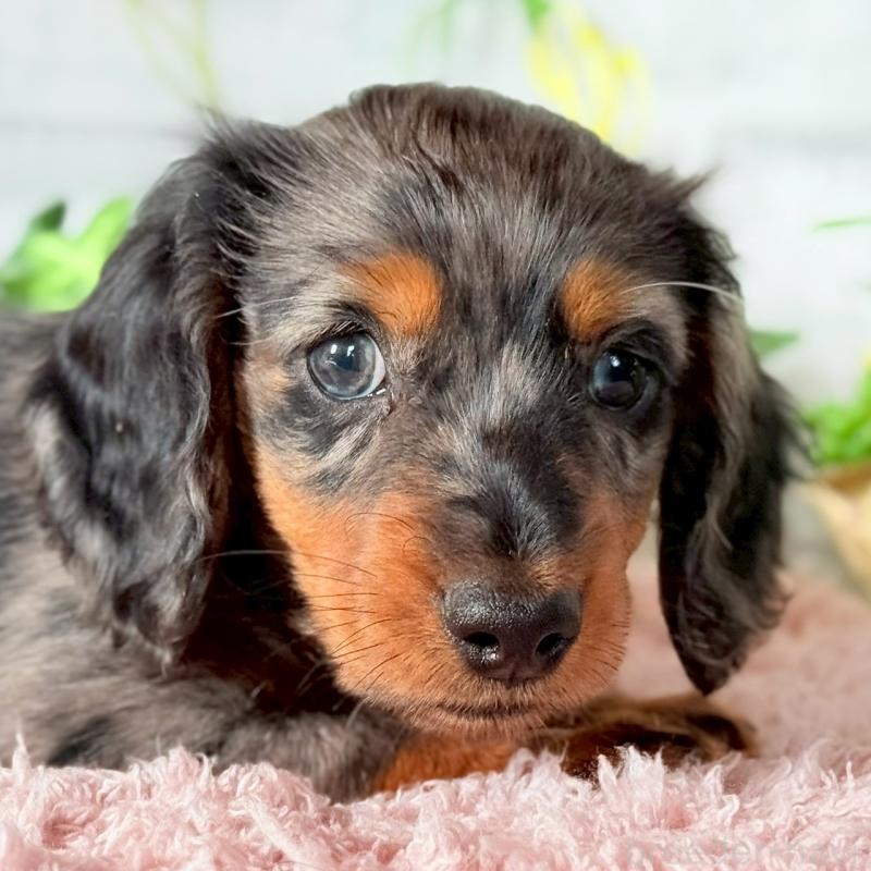 販売中の埼玉県のミニチュアダックスフンド(ロングヘアード)-443167の4枚目