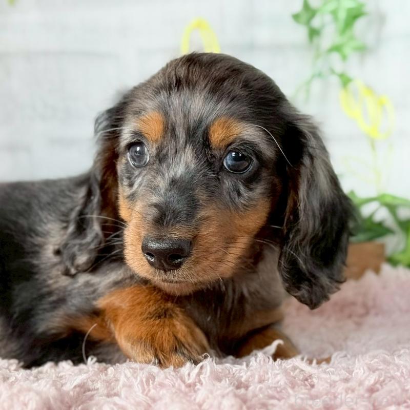 販売中の埼玉県のミニチュアダックスフンド(ロングヘアード)-443167の3枚目