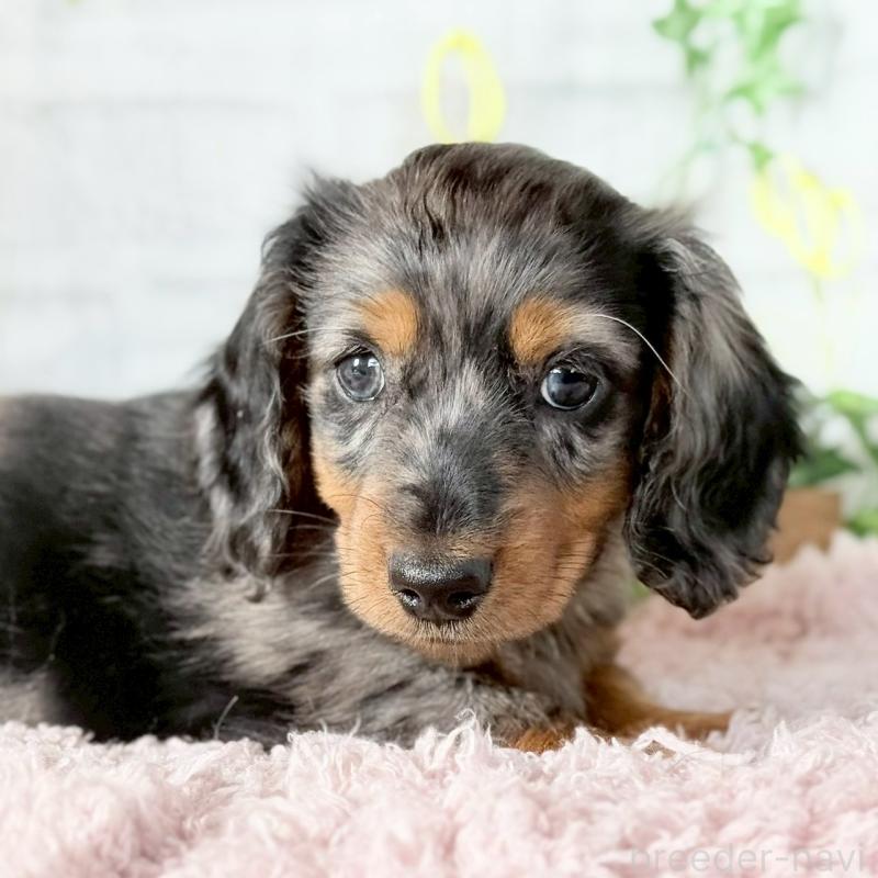 販売中の埼玉県のミニチュアダックスフンド(ロングヘアード)-443167の2枚目