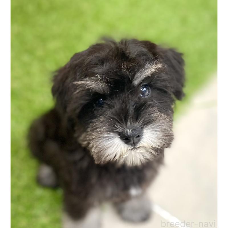 成約済の静岡県のミニチュアシュナウザー-444671の2枚目