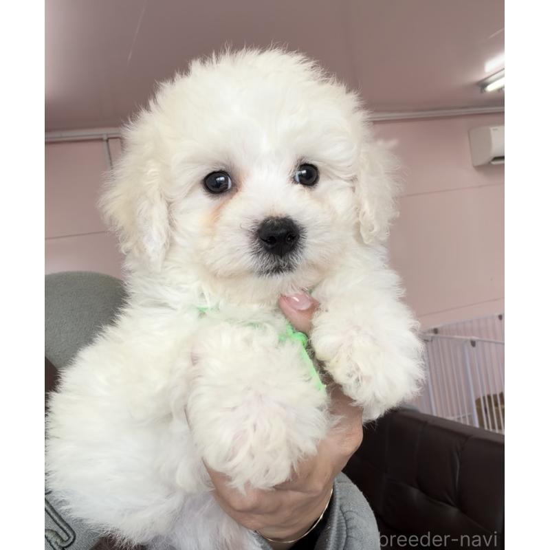 成約済の滋賀県のビションフリーゼ-444162の4枚目