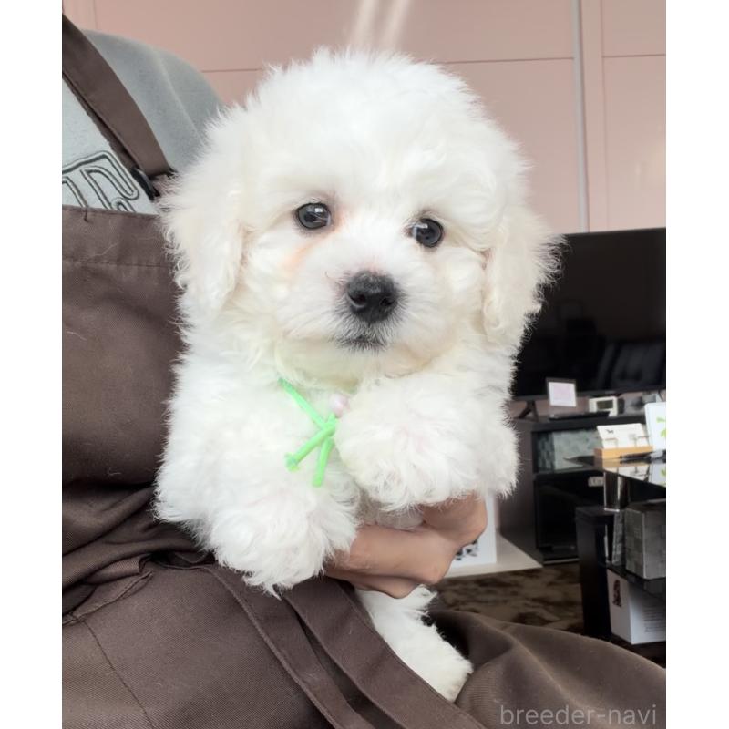 成約済の滋賀県のビションフリーゼ-444162の3枚目