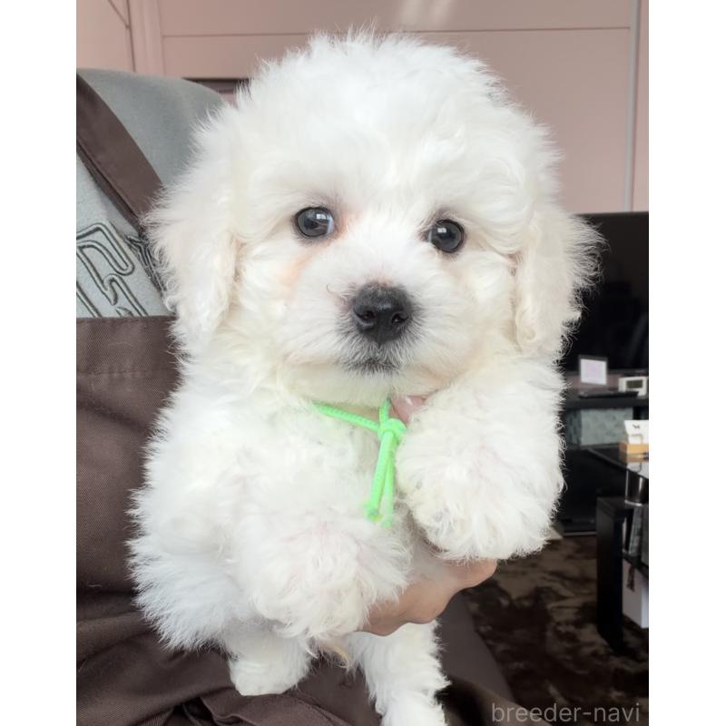 成約済の滋賀県のビションフリーゼ-444162の2枚目