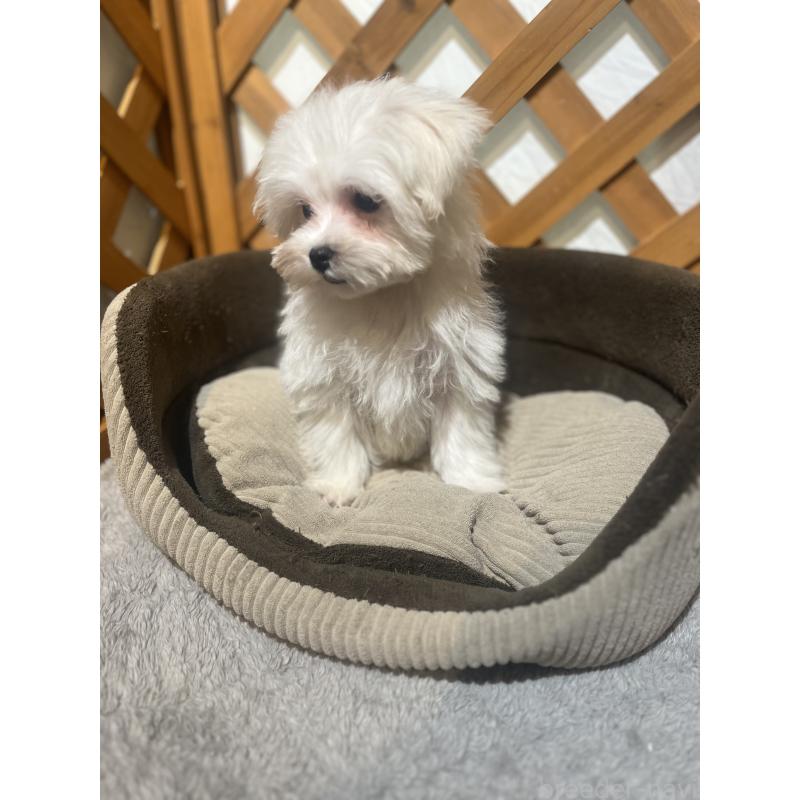 販売中の沖縄県のミックス犬-441383の11枚目