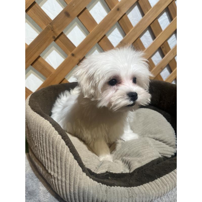 販売中の沖縄県のミックス犬-441383の10枚目