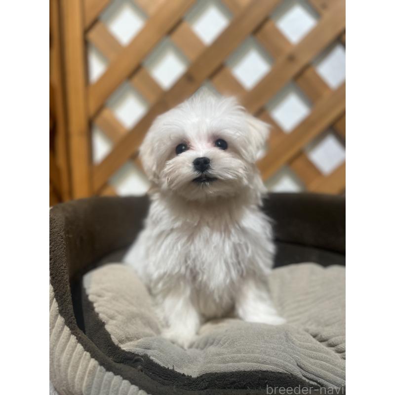 販売中の沖縄県のミックス犬-441383の9枚目