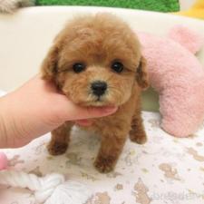 ♀︎トイプードル