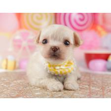 ♀︎ミックス犬