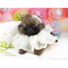 ♀︎ポメラニアン