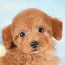 ♀︎タイニープードル