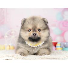 ♀︎ポメラニアン