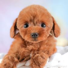 ♀︎タイニープードル