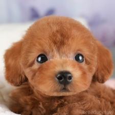 ♀︎タイニープードル