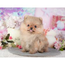 オンライン見学