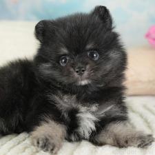 ♀︎ポメラニアン