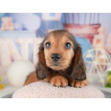 ♀︎ミニチュアダックスフンド(ロングヘアード)