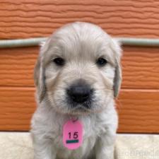 ♀︎ゴールデンレトリーバー