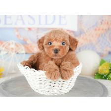 オンライン見学