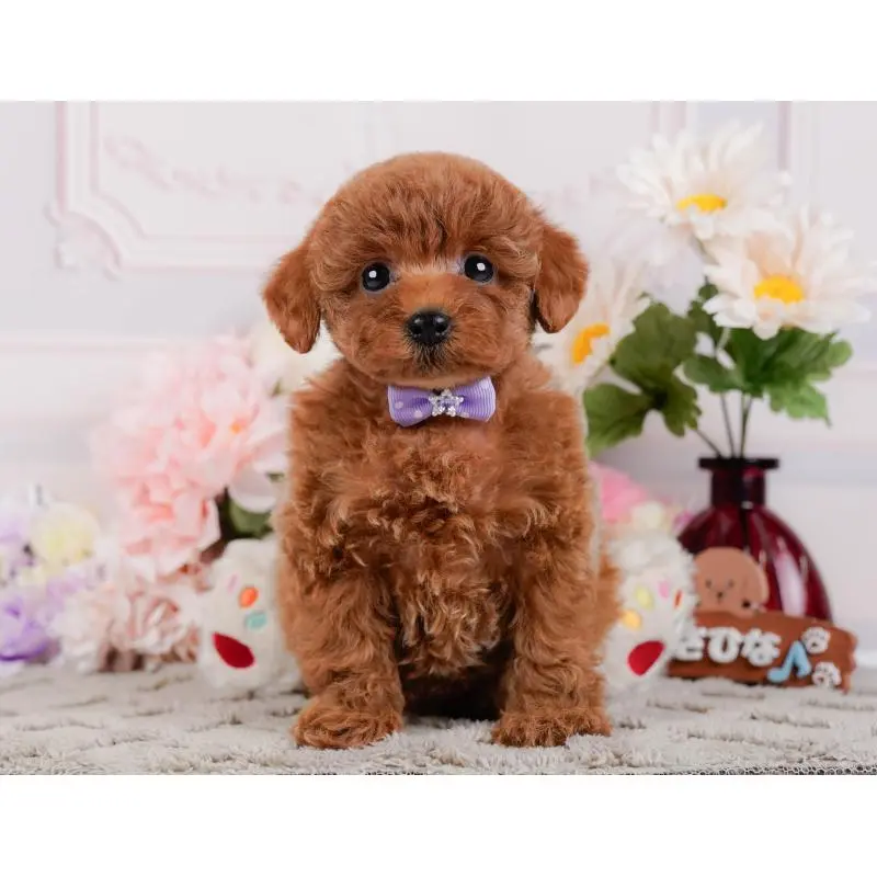 成約済の神奈川県のトイプードル-448179の13枚目