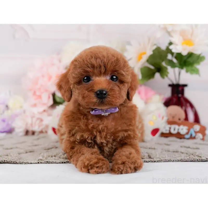 成約済の神奈川県のトイプードル-448179の12枚目