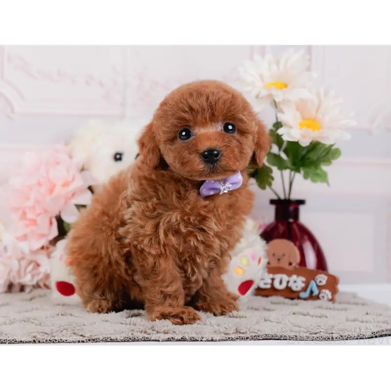 成約済の神奈川県のトイプードル-448179の11枚目