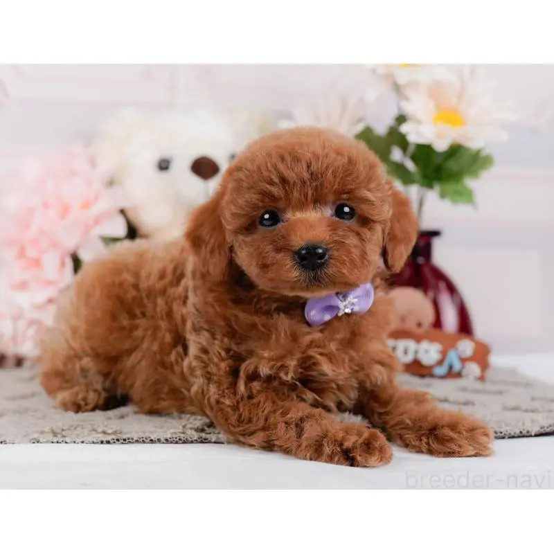 成約済の神奈川県のトイプードル-448179の10枚目