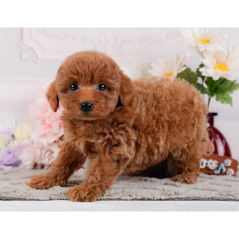 成約済の神奈川県のトイプードル-448179の9枚目