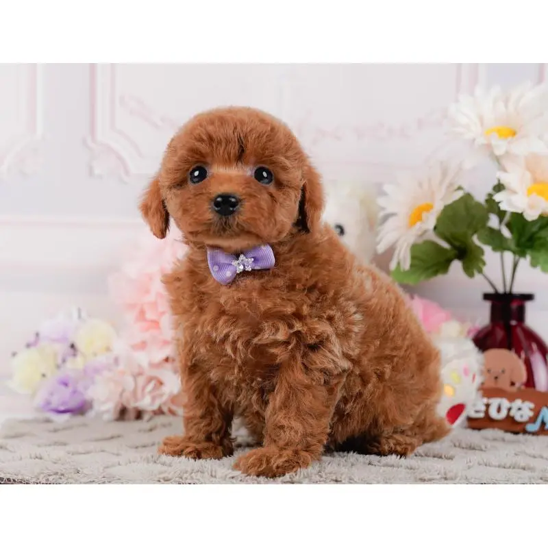 成約済の神奈川県のトイプードル-448179の8枚目