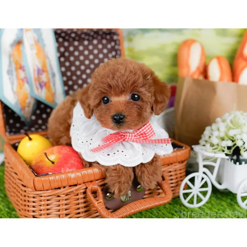 成約済の神奈川県のトイプードル-448179の6枚目