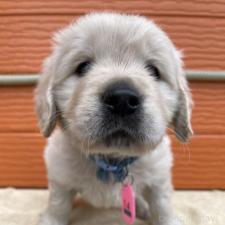 ♀︎ゴールデンレトリーバー