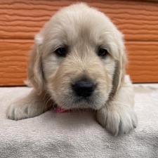 ♀︎ゴールデンレトリーバー