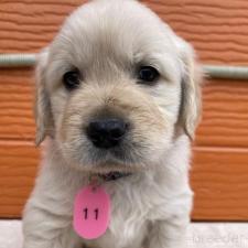 ♀︎ゴールデンレトリーバー