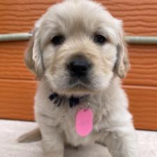 ♀︎ゴールデンレトリーバー