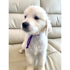 ♀︎ゴールデンレトリーバー