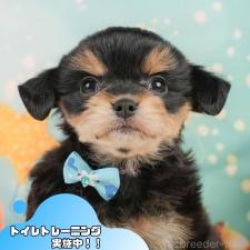 ♀︎ミックス犬