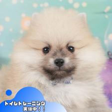 ♀︎ポメラニアン