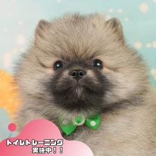 ♀︎ポメラニアン