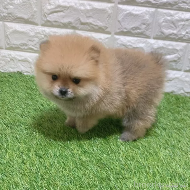 成約済の愛知県のポメラニアン-445402の5枚目