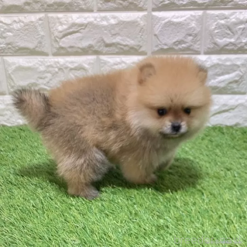 成約済の愛知県のポメラニアン-445402の4枚目