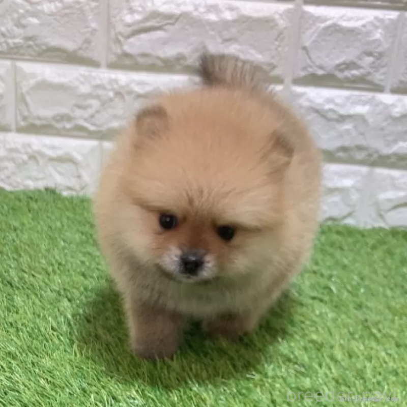 成約済の愛知県のポメラニアン-445402の3枚目