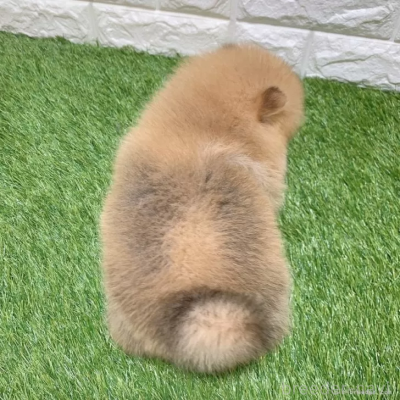 成約済の愛知県のポメラニアン-445402の2枚目