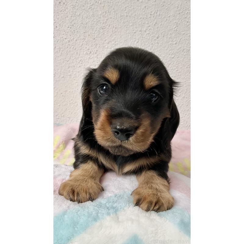 販売中の沖縄県のミニチュアダックスフンド(ロングヘアード)-445444の10枚目