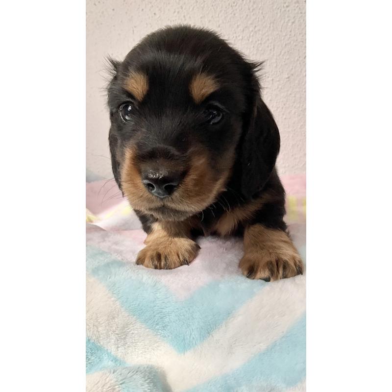 販売中の沖縄県のミニチュアダックスフンド(ロングヘアード)-445444の9枚目